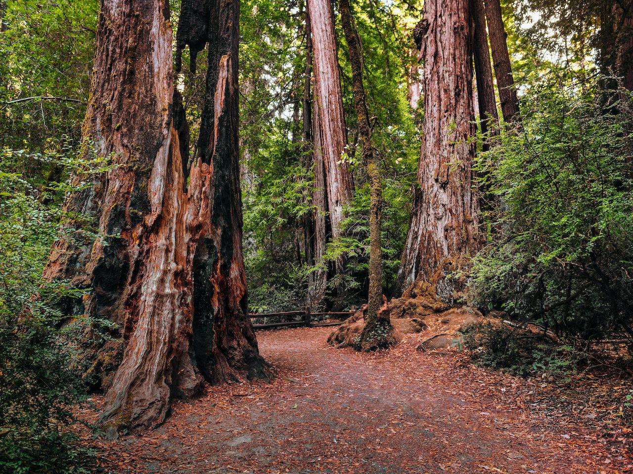 Big Basin Redwoods State Park Heroes Of Adventure