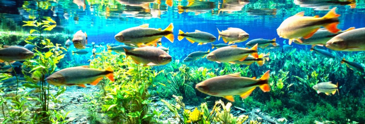 Baia Bonita, Bonito, State of Mato Grosso do Sul, Brazil