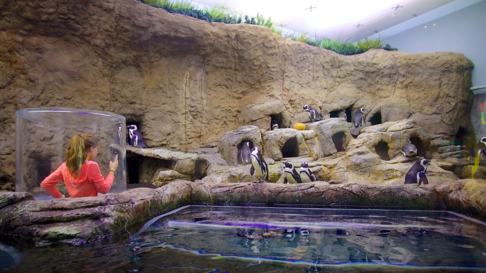 Ripley's Aquarium of the Smokies, Gatlinburg, Tennessee, USA - Heroes ...