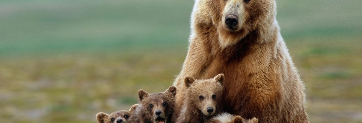 Bear Watching, Lake Clark National Park and Preserve, Alaska, USA