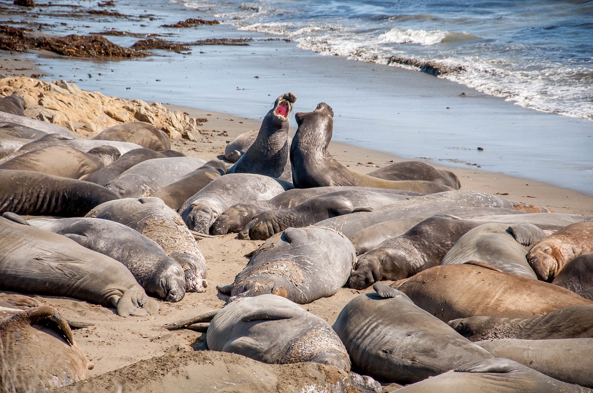 Elephant Seal Rookery, San Simeon, California, USA - Heroes Of Adventure