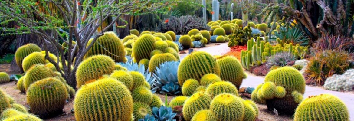 Desert Botanical Garden, Phoenix, Arizona, USA