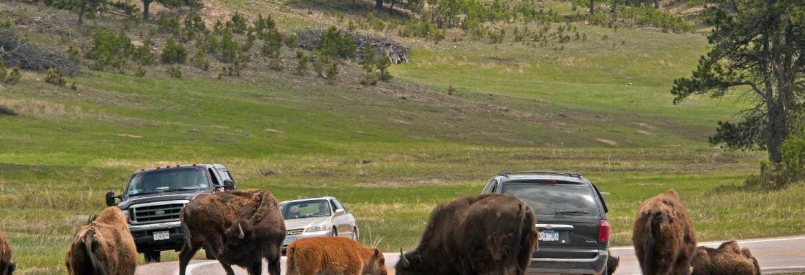 Wildlife Loop Road, Custer, South Dakota, USA