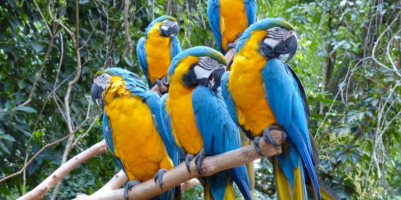 Parque das Aves, Foz do Iguaçu, State of Paraná, Brazil