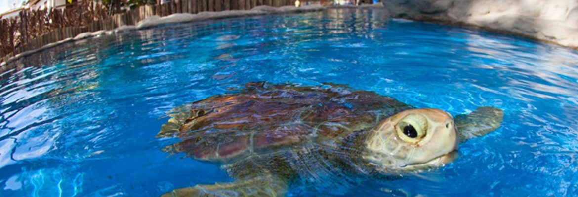 Projeto Tamar – Oceanário de Aracaju, Atalaia, Aracaju, State of Alagoas, Brazil
