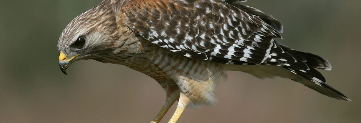 Park Hawks, Itabaiana, State of Sergipe, Brazil