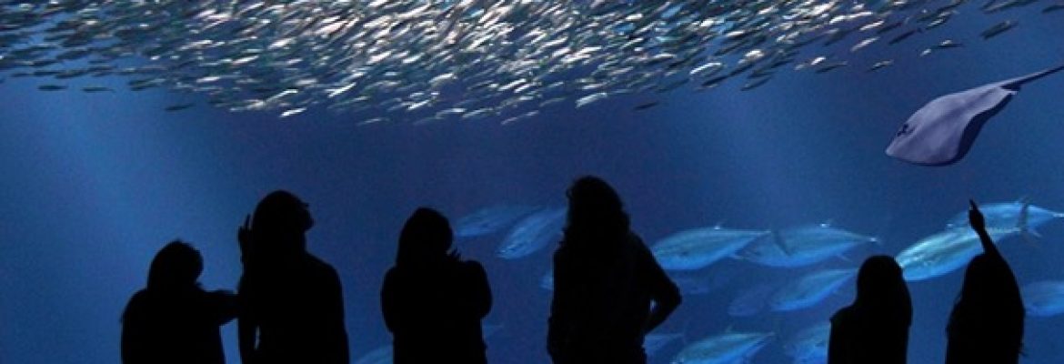 Monterey Bay Aquarium, California, USA