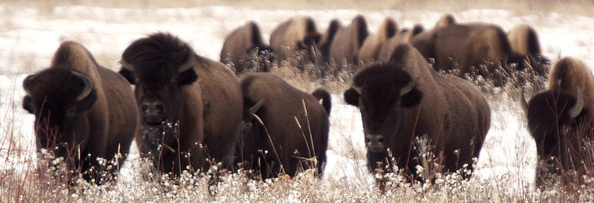 Wood Buffalo National Park, Unesco, AB, Canada 