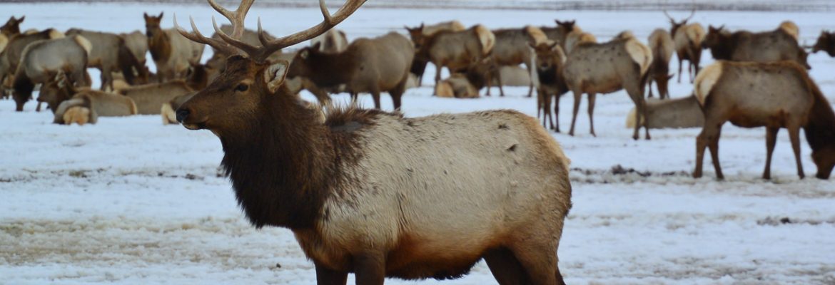 National Elk Refuge, Jackson, Wyoming, USA