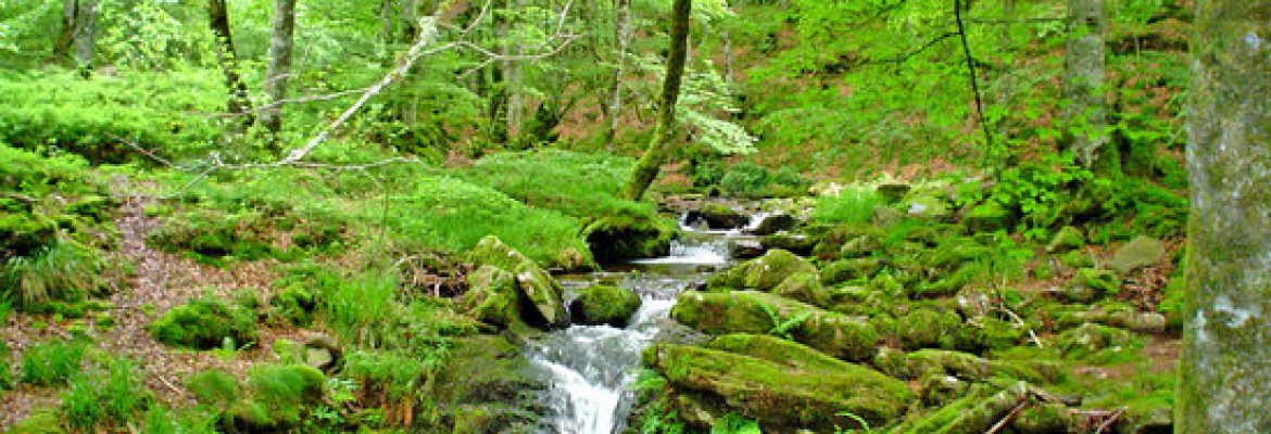 Selva de Irati, Navarre, Spain