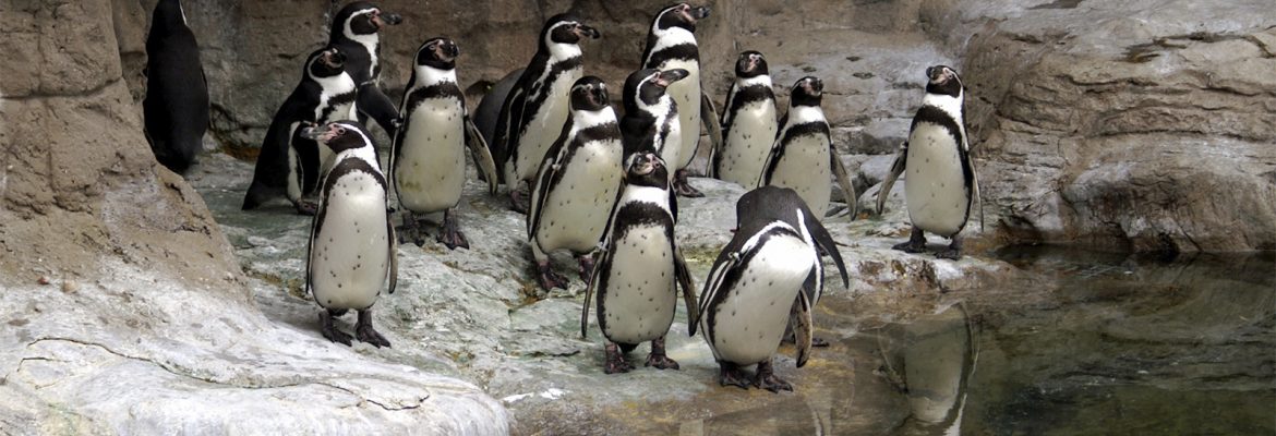 St. Louis Zoo, Saint Louis, Missouri, USA