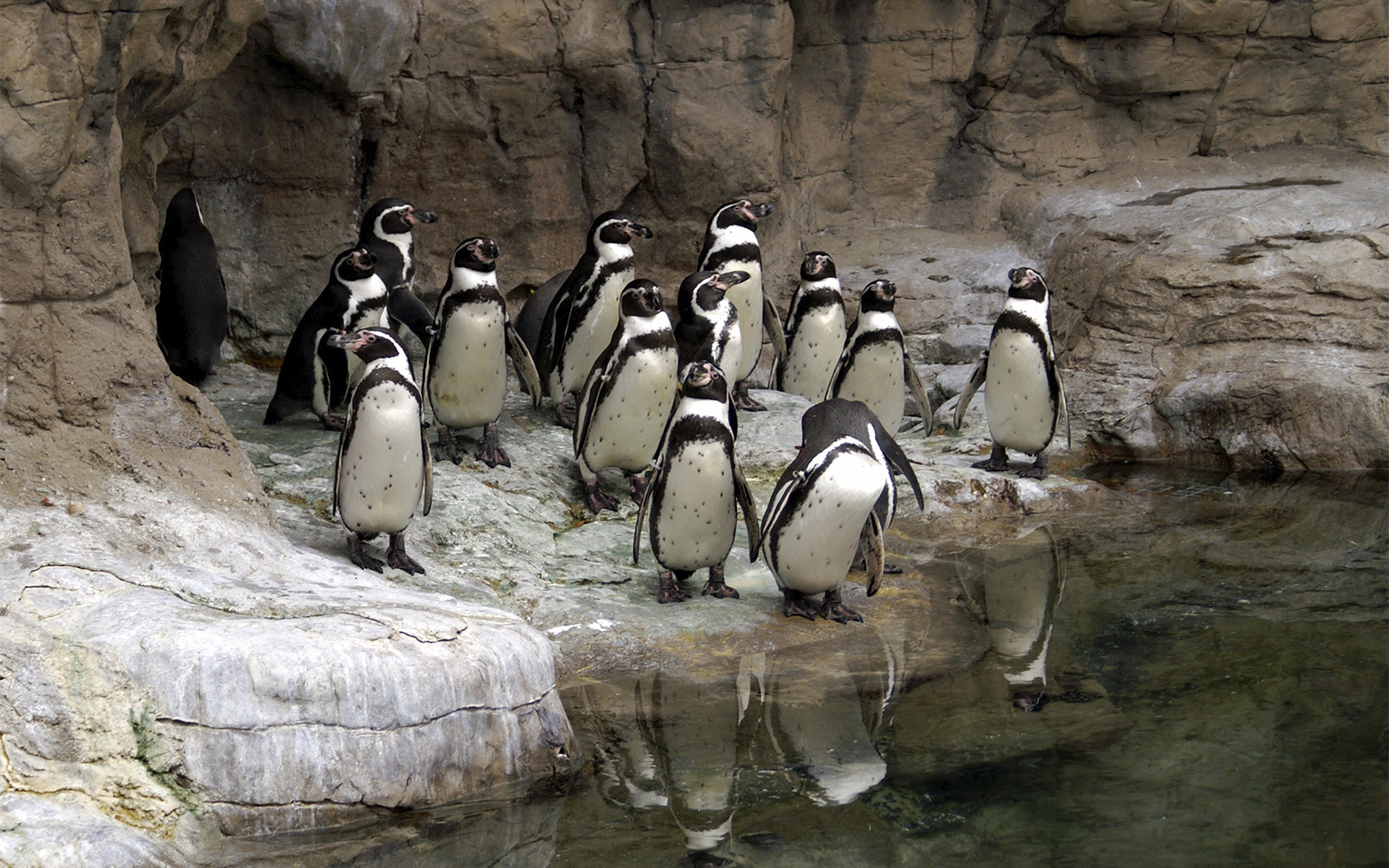 St. Louis Zoo, Saint Louis, Missouri, USA - Heroes Of Adventure