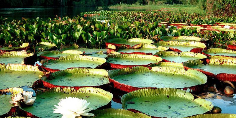 Manaus Botanical Gardens, State of Amazonas, Brazil