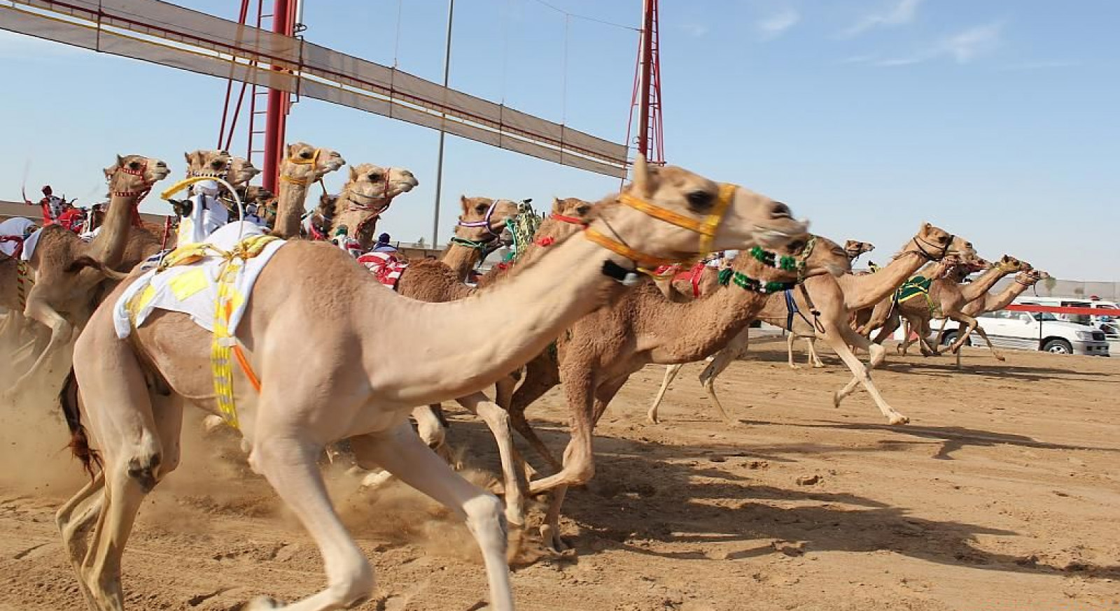 al ain camel safari