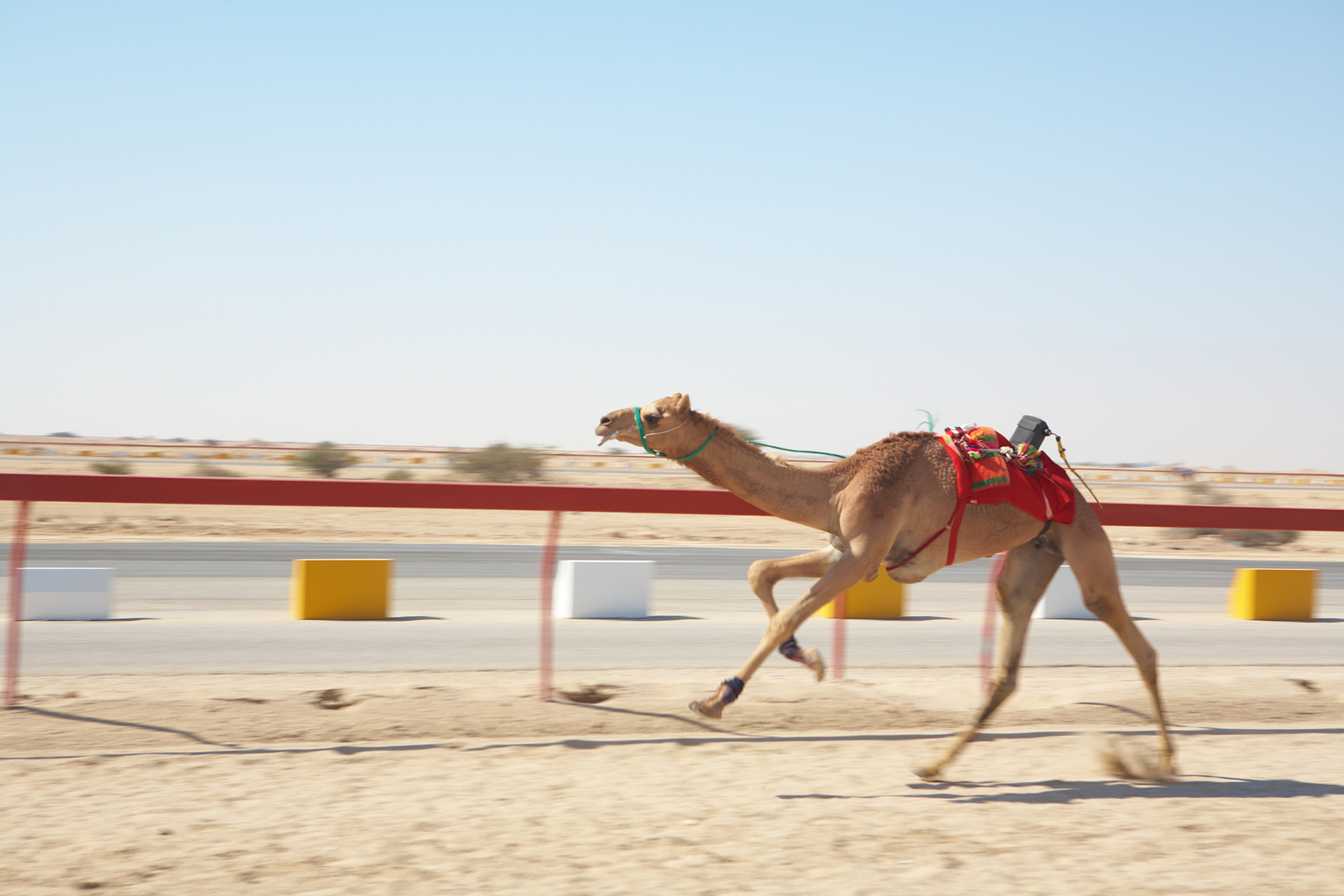 Al Shahaniya Camel Racetrack - Heroes Of Adventure 