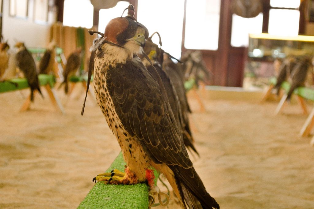 Falcon Souq, Al Souq St, Doha, Qatar Epic Qatar Culture & Adventure Route © Monika Newbound
