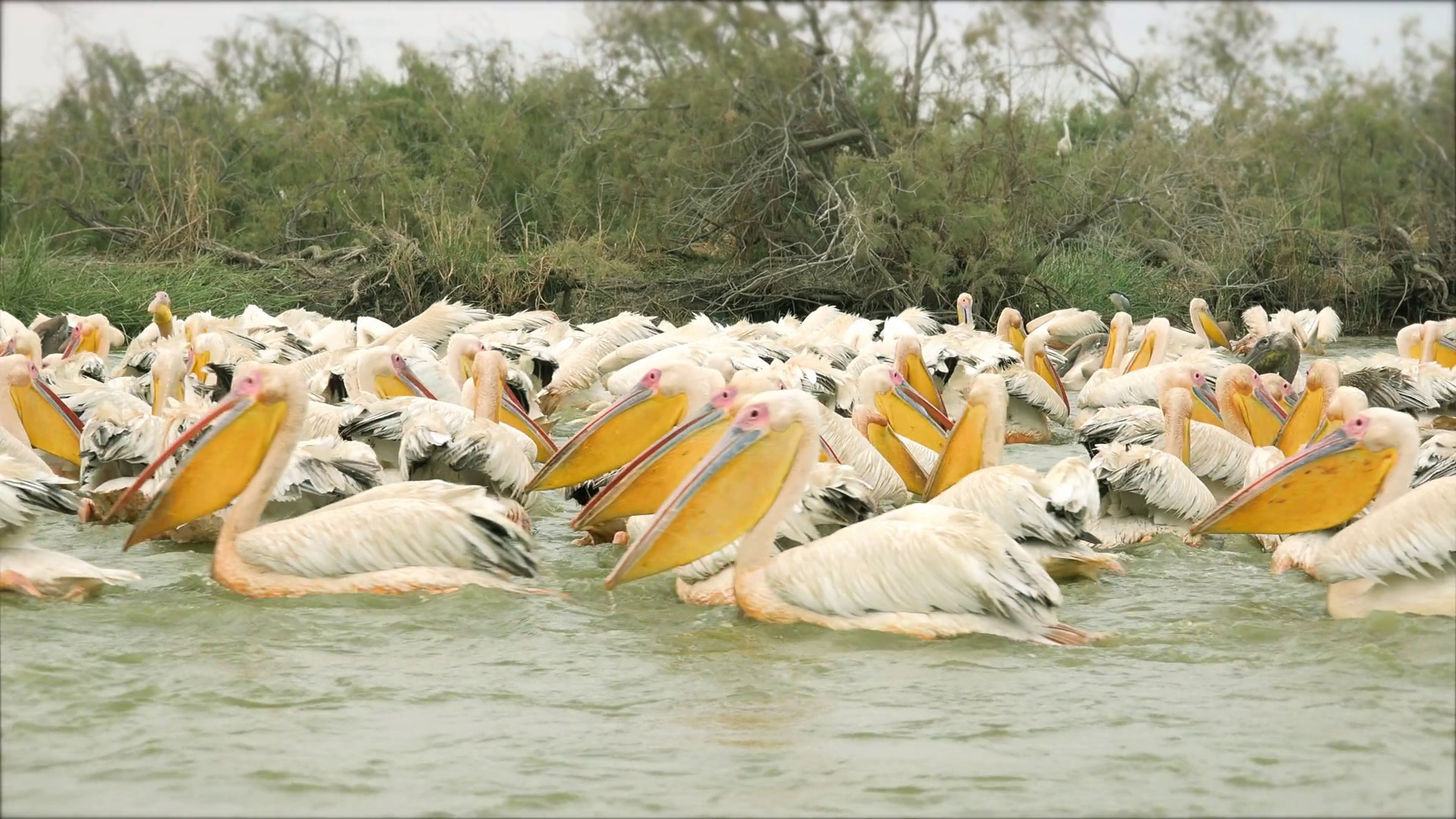 Parque Nacional de la Lengua de Barbaria, Saint-Louis, Senegal - Heroes