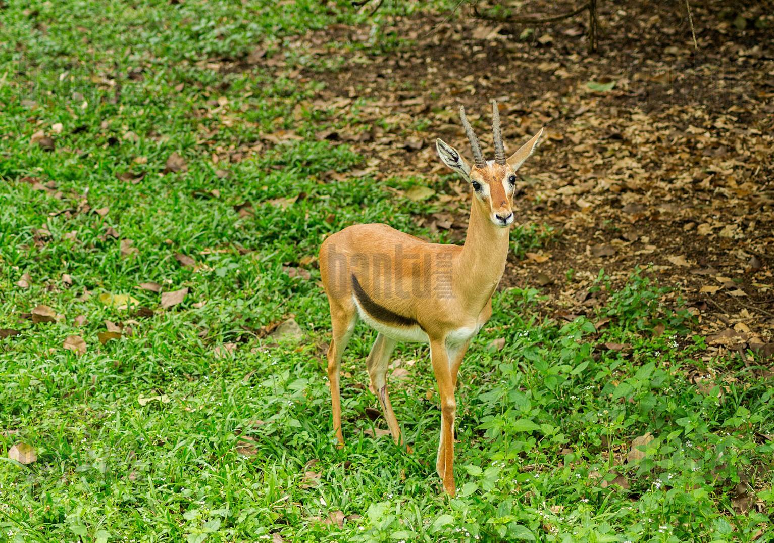 Fathala Wildlife Reserve, Safari - Heroes Of Adventure