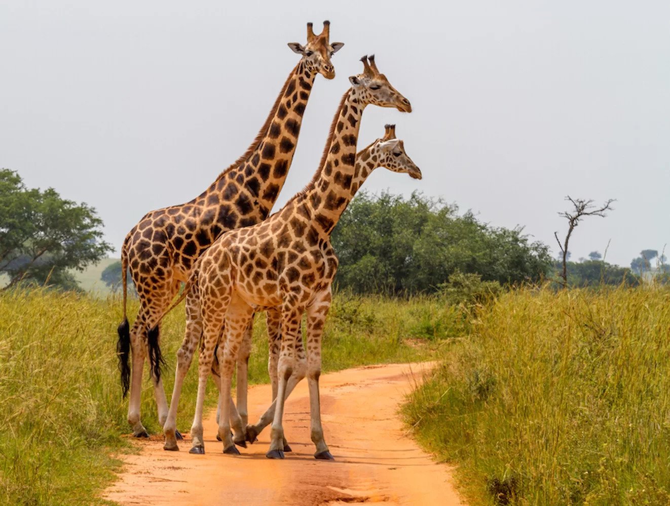 Abuko Nature Reserve, Gambia - Heroes Of Adventure