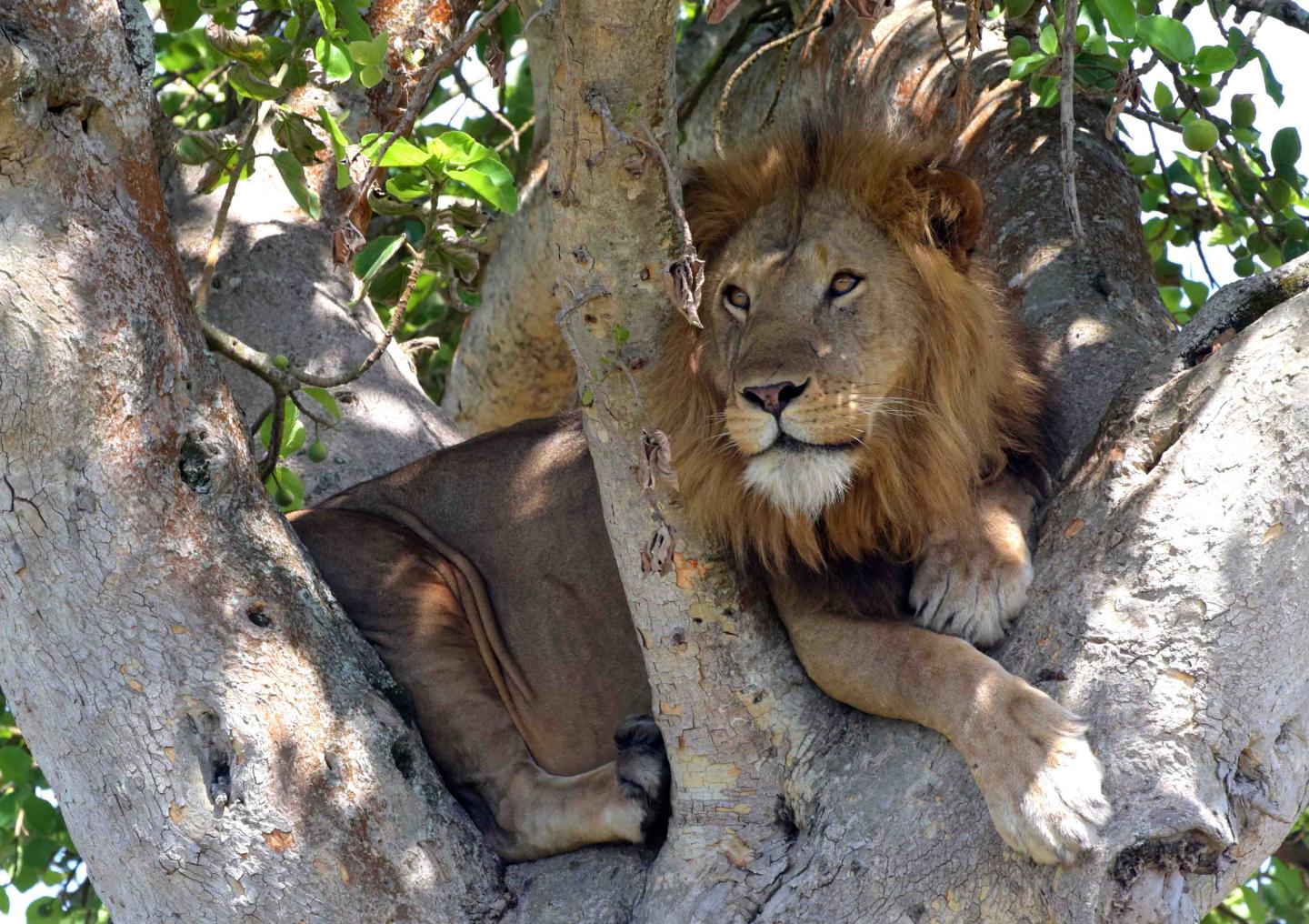 Fosse aux Lions National Park, Togo - Heroes Of Adventure