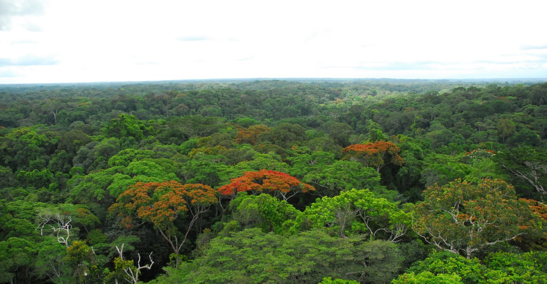 ankasa-game-reserve-nini-suhien-national-park-ghana-heroes-of