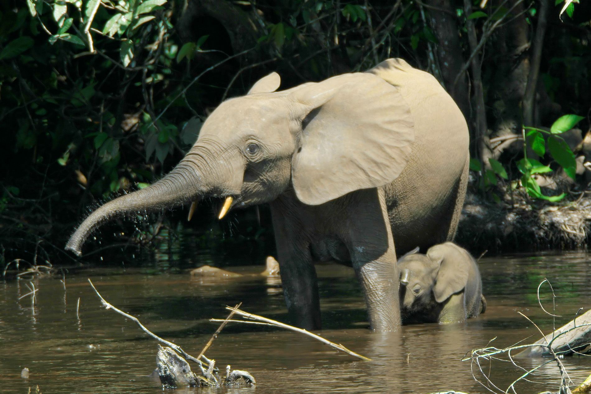 Nouabalé-Ndoki National Park: Untamed Eden In The Heart Of The Congo Basin