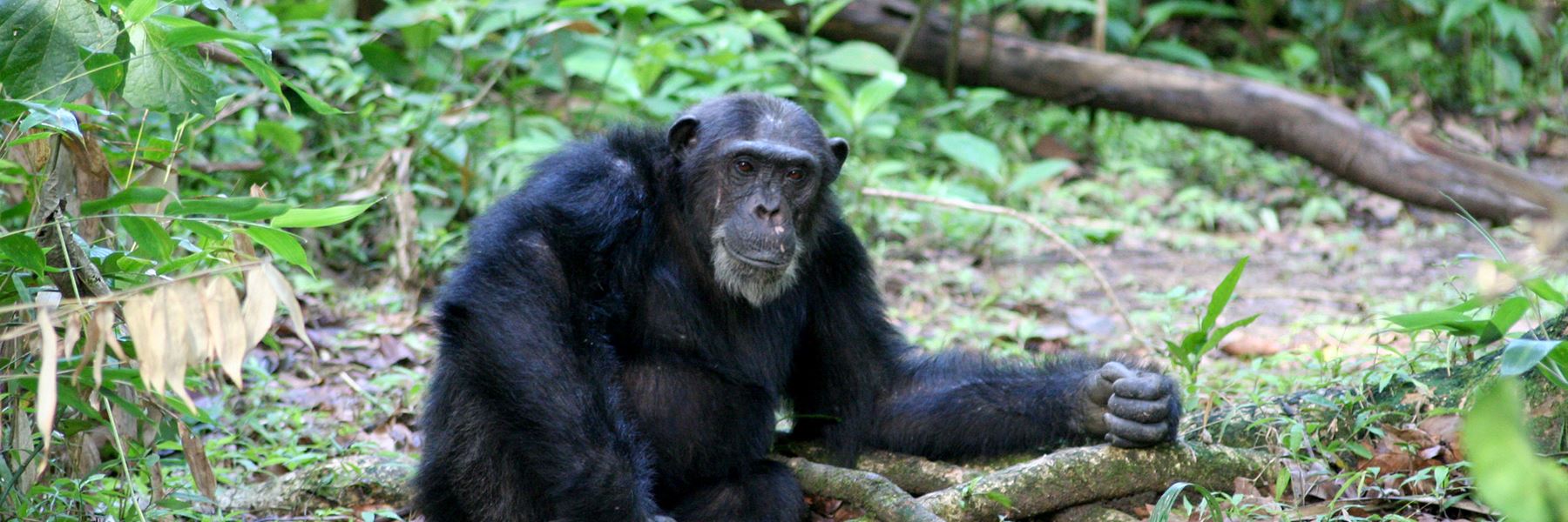 Mahale Mountain National Park, Tanzania - Heroes Of Adventure