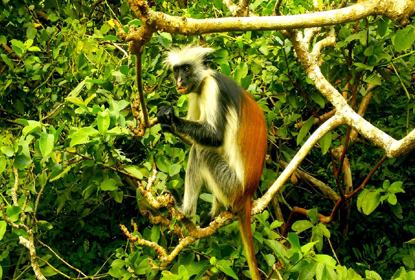 Jozani Chwaka Bay National Park, Tanzania - Heroes Of Adventure