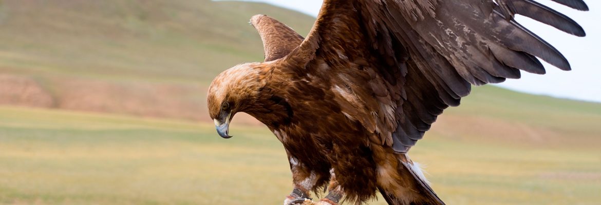 Bayan-Ölgiy Golden Eagle Festival 1st Week October, Mongolia