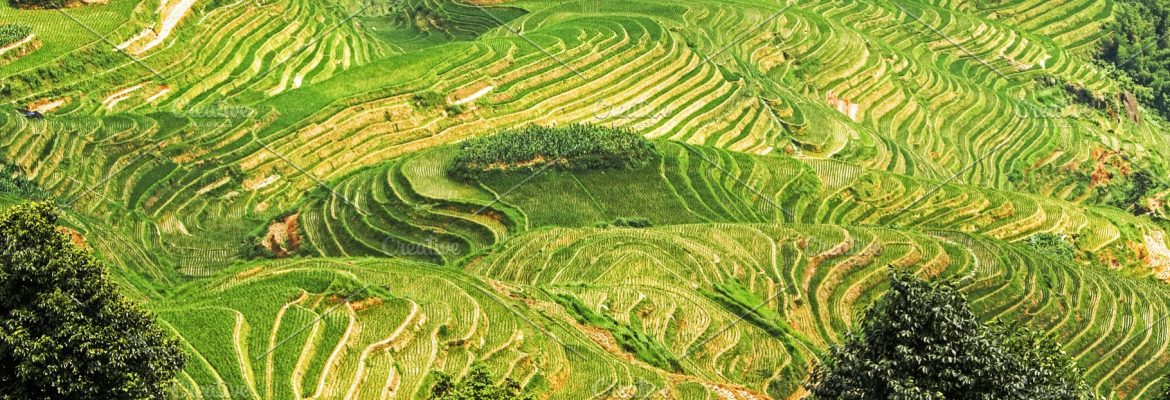 The Longsheng Rice Terraces, Guilin, Guangxi, China