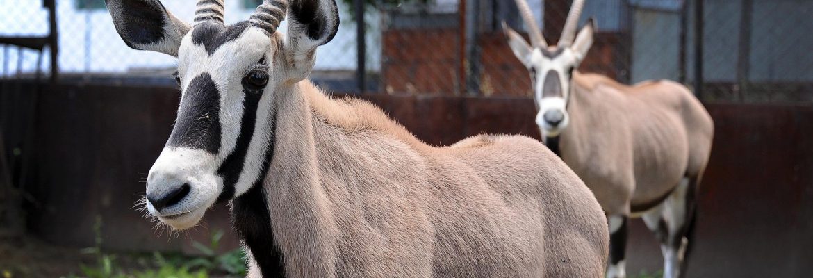Almaty Zoo, Kazakhstan