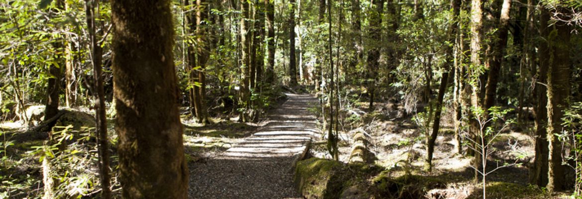 Franklin River Nature Trail, Tasmania, Australia