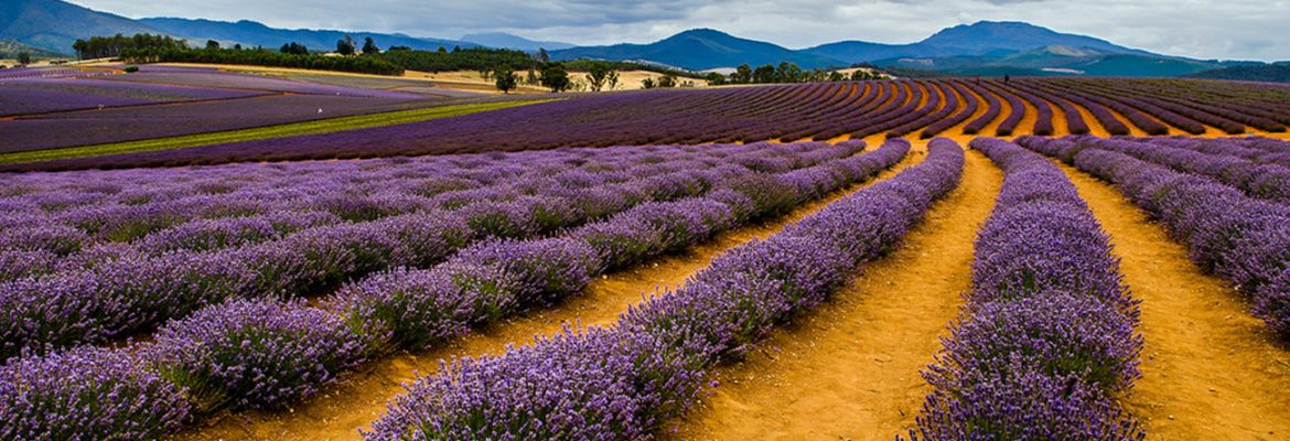 Bridestowe Lavender Farm, Nabowla,  Tasmania, Australia