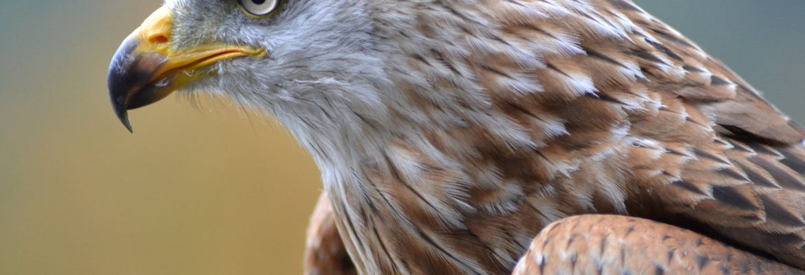 Sunkar Raptor Falcon Sanctuary Eagles, Almaty, Kazakhstan