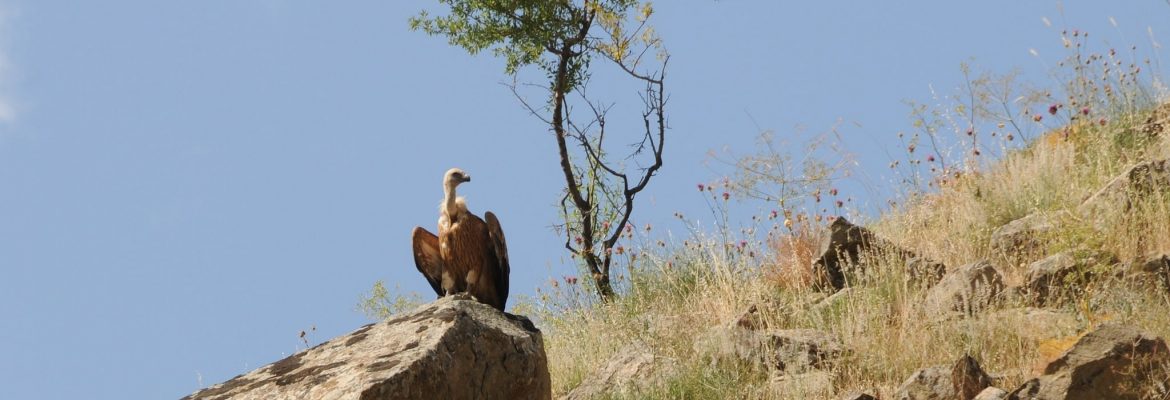 Hasardag Reserve, Turkmenistán