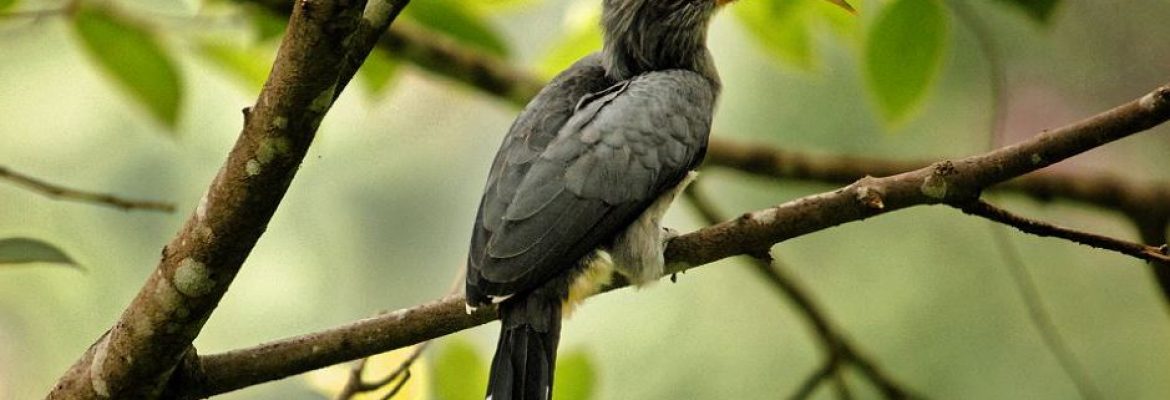 Thattekkad Bird Sanctuary, Kerala, India