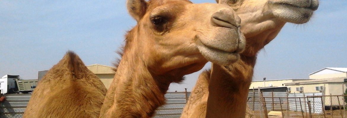 Camel Ranch Eilat