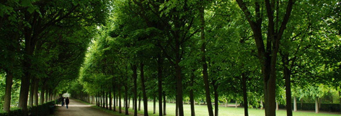 Forest of Compiegne, Saint-Jean-aux-Bois, Picardy, France