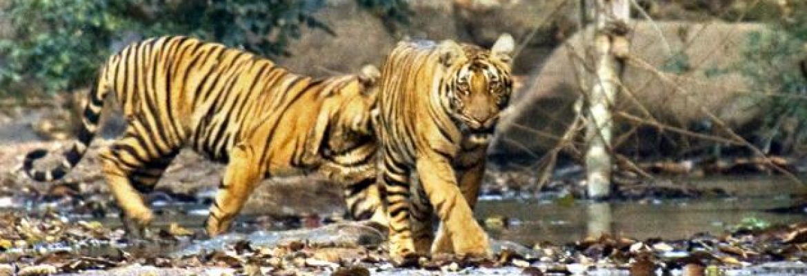 Parambikulam Tiger Reserve, Kerala, India
