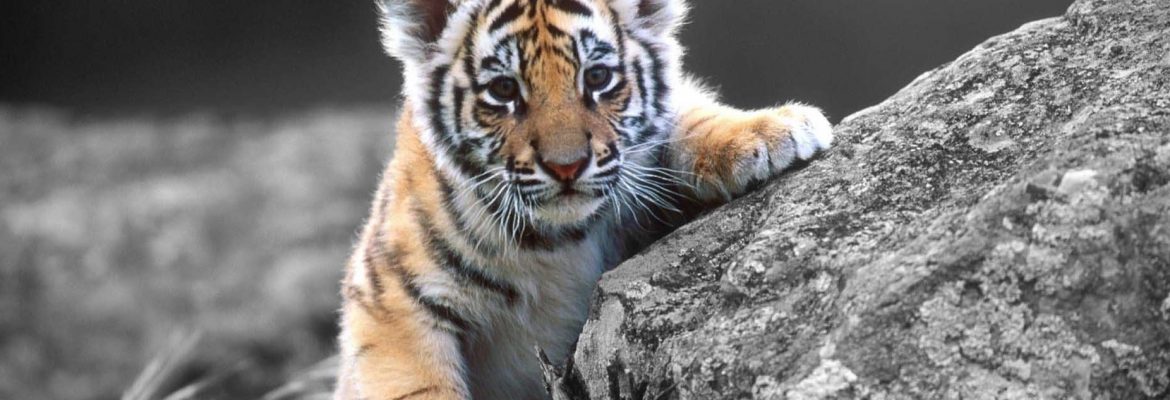 Nameri National Park And Forest Reserve, Assam, India