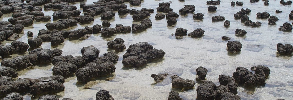 Microbiolits Stromatolits Ancient Beach, Kyrgyzstan
