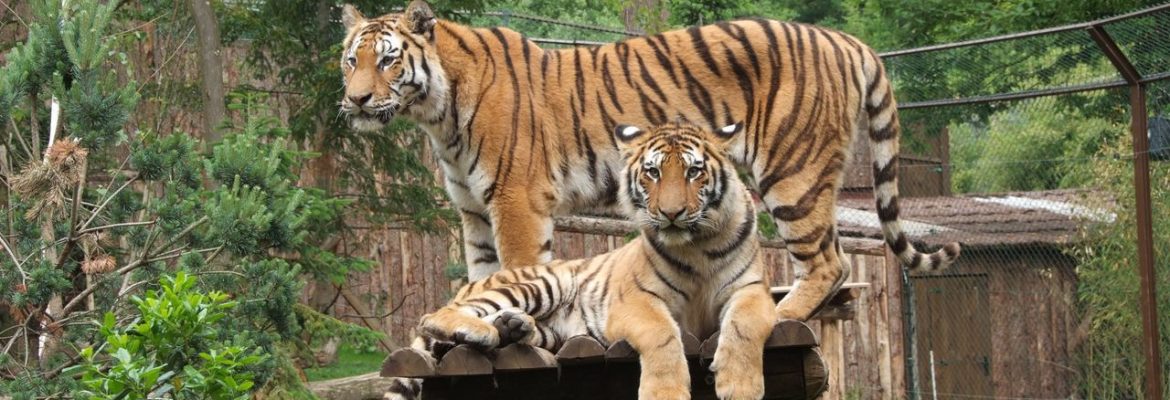 Amnéville Zoo, Amnéville, Lorraine, France