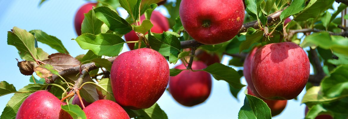 Apple Forests of Tian Shan mountain range, Kazakhstan