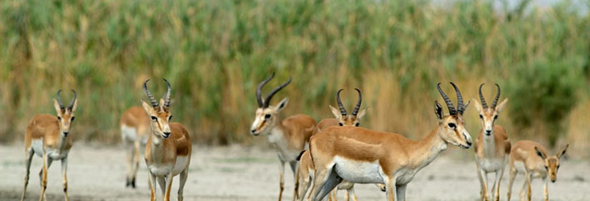 Shirvan National Park, Azerbaijan