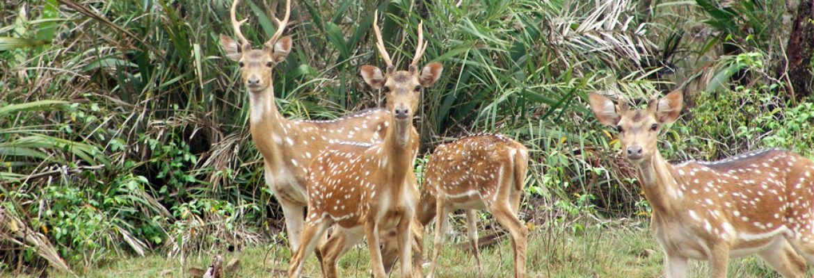 Bhitarkanika National Park, Odisha, India