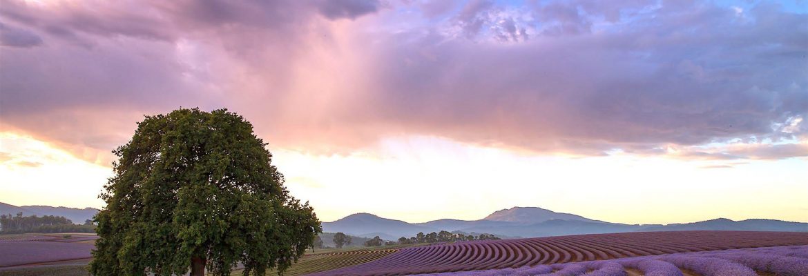 Bridestowe Lavender Estate, Nabowla, Tasmania, Australia