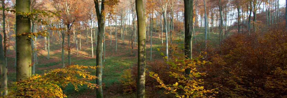 Szczeciński Park, Szczecin, West Pomeranian Voivodeship Poland
