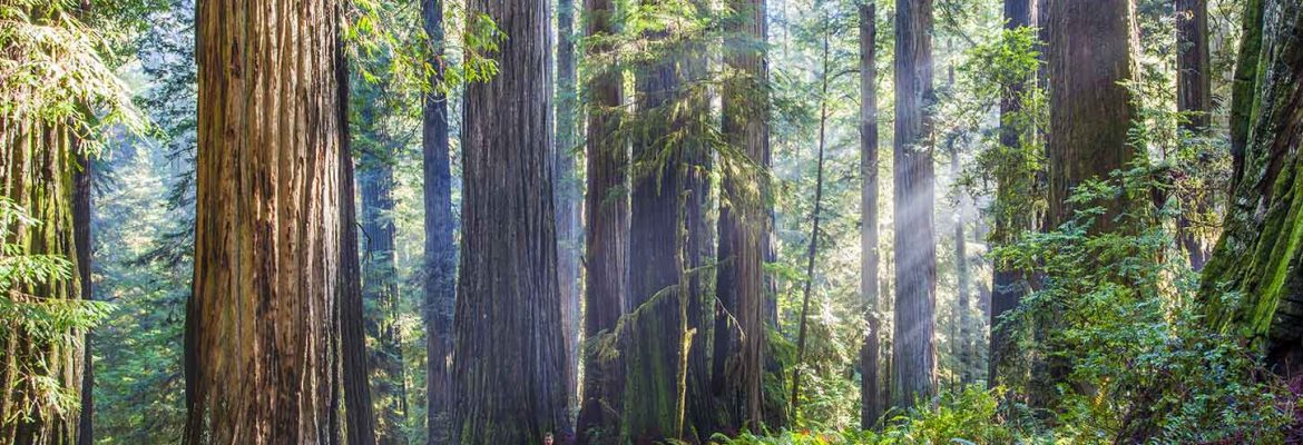 Boy Scout Tree Trail, Jedediah Smith Redwoods State Park, California, USA