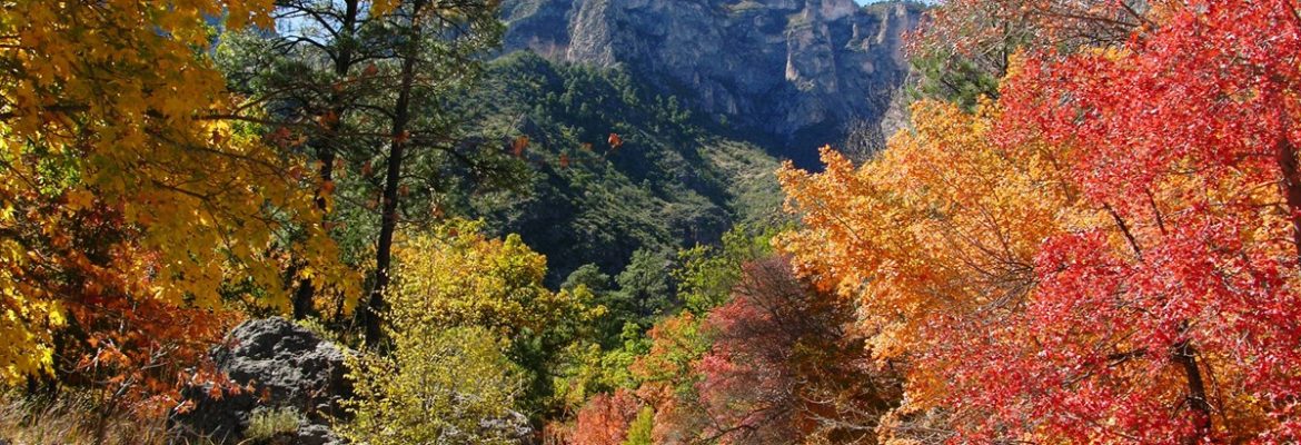 McKittrick Canyon Trail, Guadalupe Mountains National Park, Texas, USA