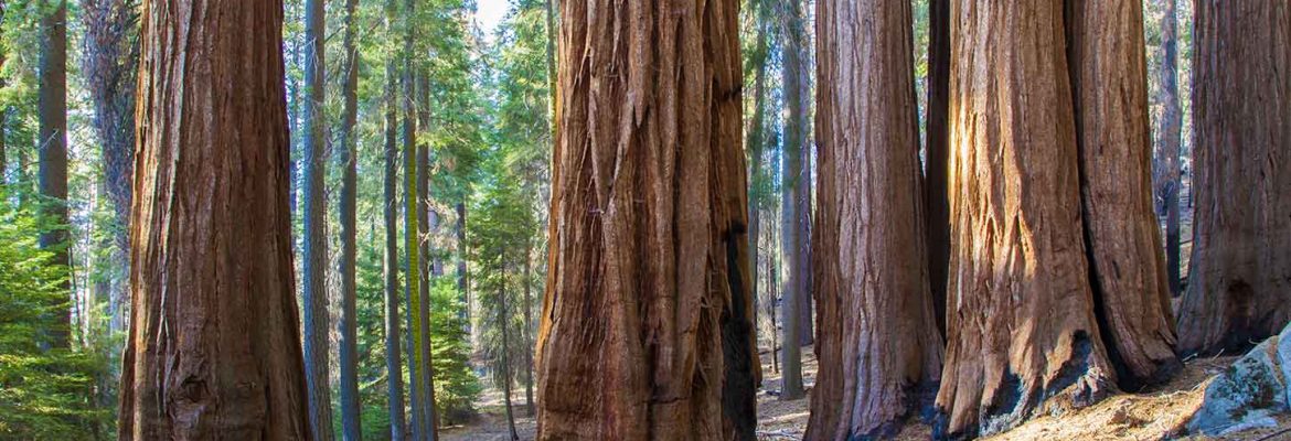 Redwood Mountain Grove Trail, Kings Canyon National Park, California, USA